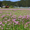 蓮華 (小山田地区) 