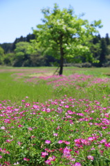 蓮華と若葉(西小林) 