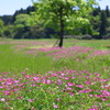 蓮華と若葉(西小林) 
