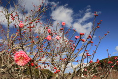 紅梅