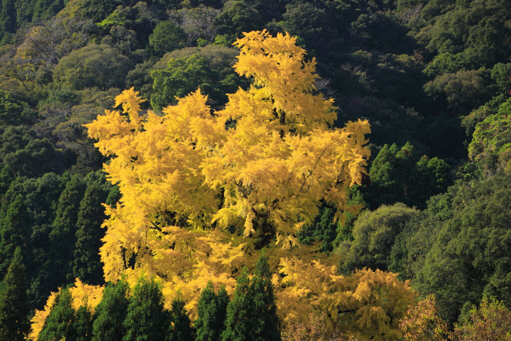 大銀杏 (去川地区) - ②