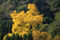大銀杏 (去川地区) - ②