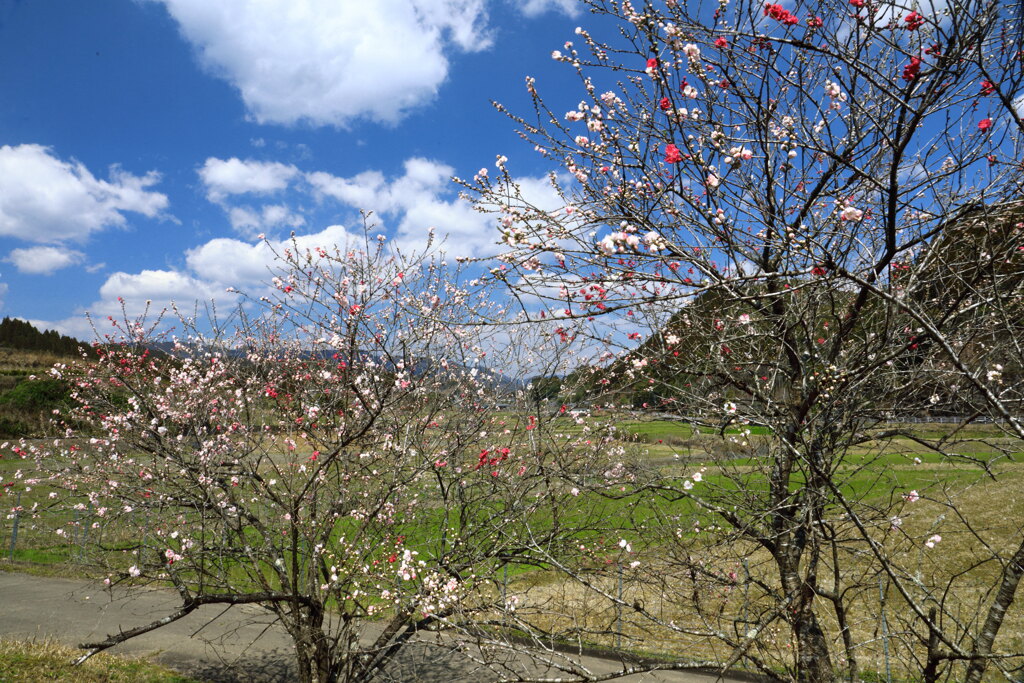 花桃咲く山里- ④