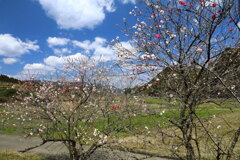 花桃咲く山里- ④