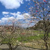 花桃咲く山里- ④
