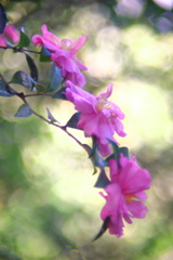 峠の花 - ①