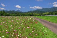秋桜 (旭村地区) 