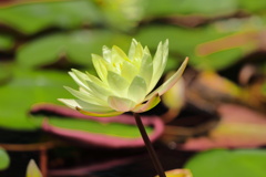 御池の睡蓮 (別名・みそぎの池) - ②