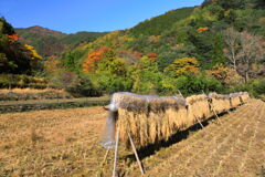 山間の水田