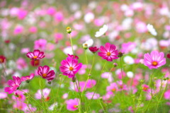 秋桜 - ②
