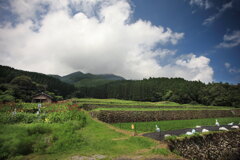 坂元棚田 - ②