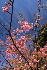  桜 (綾) - ①