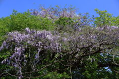 山で見た藤の花 - ②