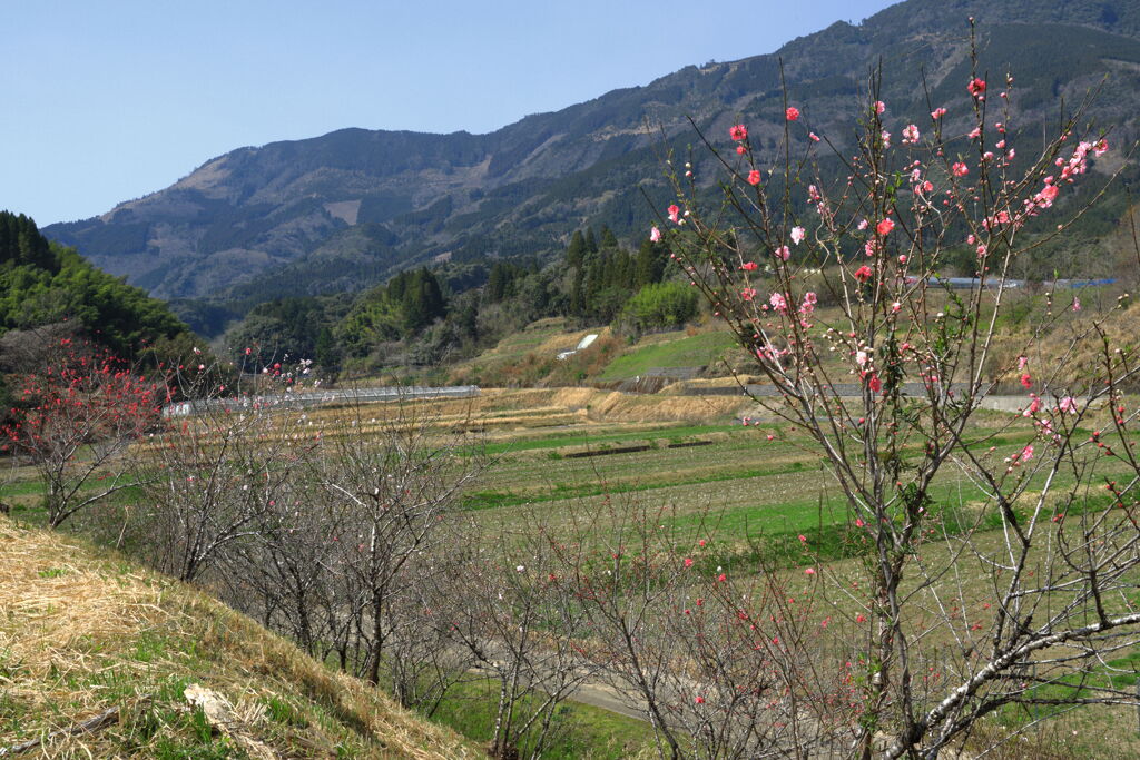 花桃咲く山里- ③