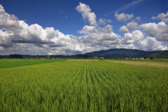 夏の水田 