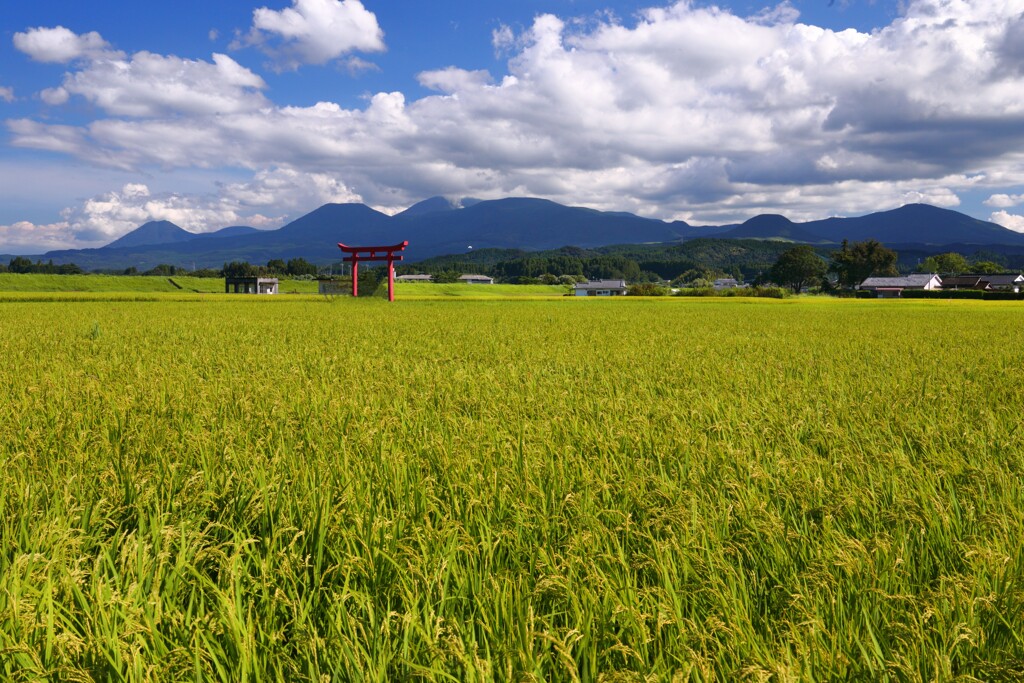 霧島春夏秋冬 (鳥居)