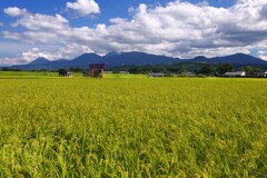 霧島春夏秋冬 (鳥居)