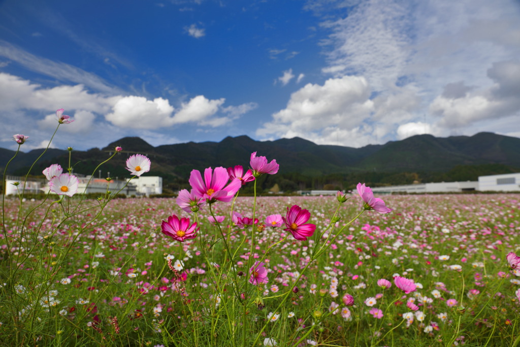 秋桜 (えびの市・コカ・コーラ工場) - ①