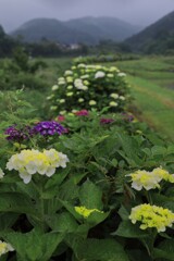 山里の紫陽花 (山之口) - ①