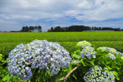 茶畑の紫陽花 (国富町) - ①