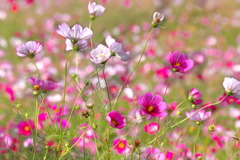 秋桜 - ①