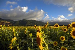 夕暮れの向日葵 (田野町) - ①