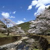 小川川の桜 - ①