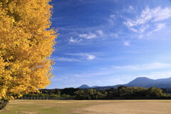 霧島春夏秋冬 (銀杏の頃) - ①