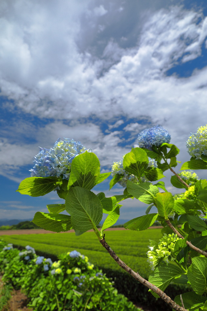 茶畑の紫陽花 (国富町) - ②