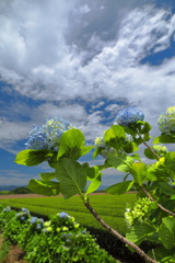 茶畑の紫陽花 (国富町) - ②