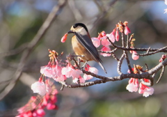 花を咥えるヤマガラ