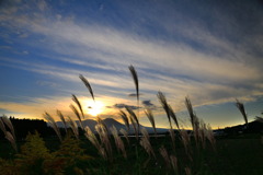 夕暮れの薄 - ①