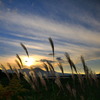 夕暮れの薄 - ①