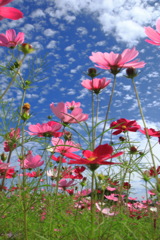 秋空の秋桜 (清武の休耕田)- ②