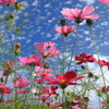 秋空の秋桜 (清武の休耕田)- ②
