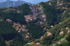 山桜 (鹿川渓谷) - ③