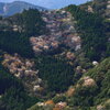 山桜 (鹿川渓谷) - ③