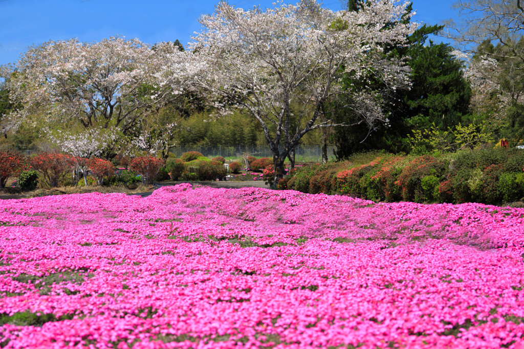 春の一里山 - ⑥