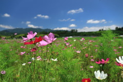 秋桜 (旭村地区)