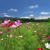 秋桜 (旭村地区)