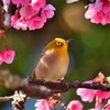 寒緋桜とメジロ - ①