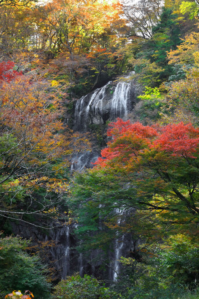白滝 - ②