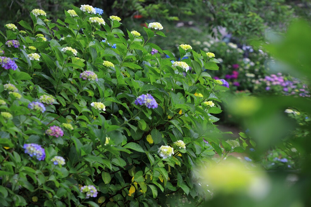 紫陽花 (山之口町) - ①