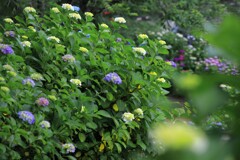 紫陽花 (山之口町) - ①