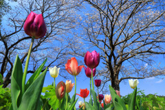 桜の咲く頃 - ③