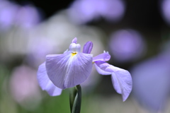 花菖蒲 (市民の森) 