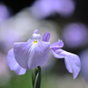 花菖蒲 (市民の森) 