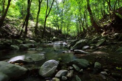 源流の森 (新緑) - ①