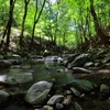 源流の森 (新緑) - ①