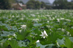 湖水が池 - ②